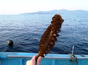 海の上に浮かぶ船の上で、昆布をもって見せている写真