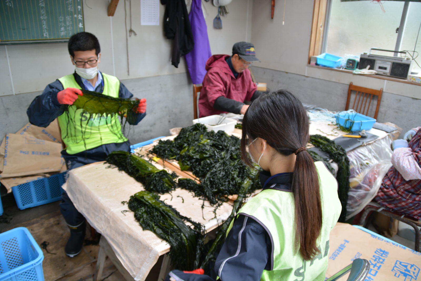 青いかごなどが置かれた作業場の室内で、テーブルの上に山積みになったワカメを黄緑色のビブスをつけた男女と漁業関係者の男女が選別している様子の写真