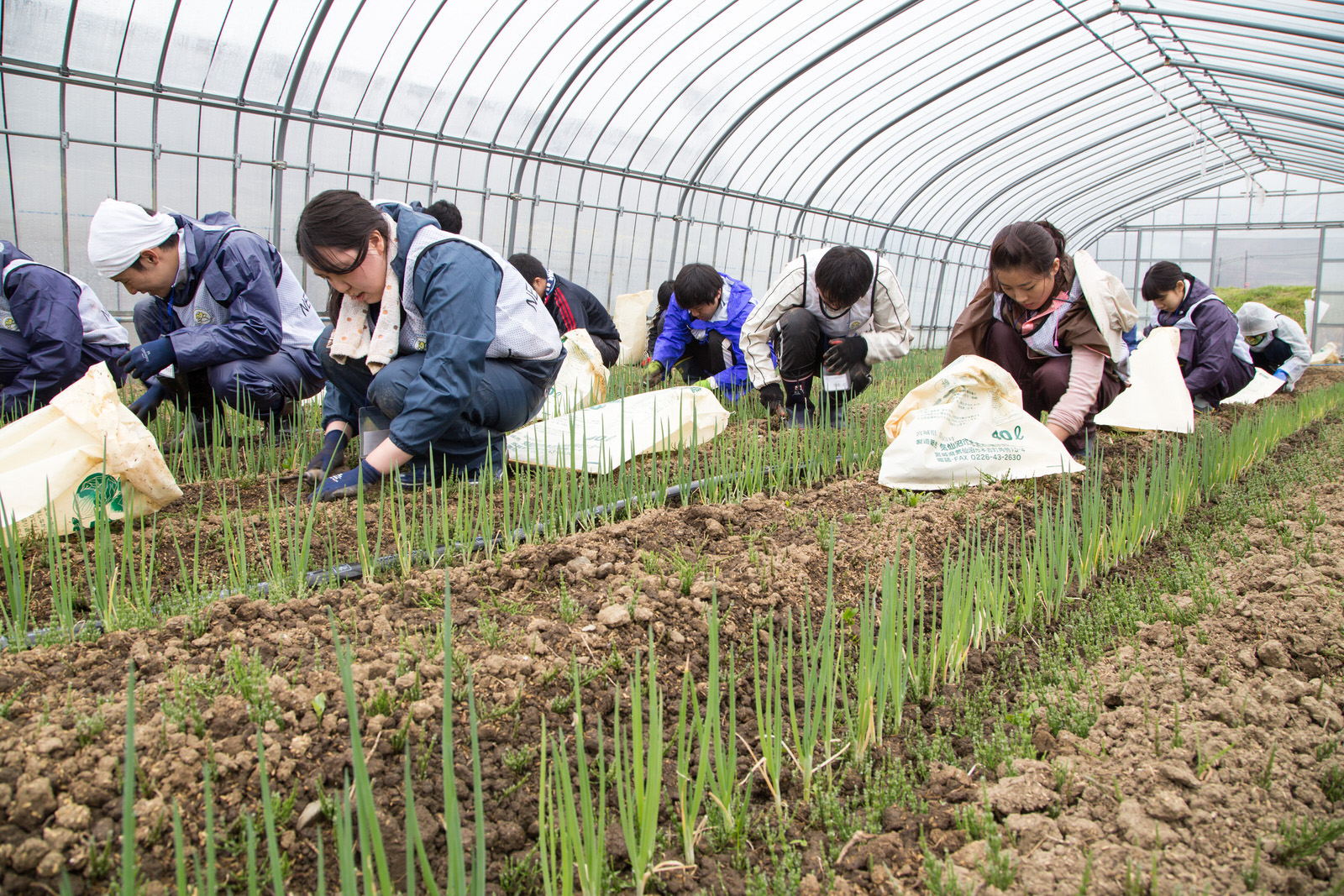 ビニールハウスの中で、何列にも植わったネギの畝で袋を持ったたくさんのボランティアの方々が農作業をしている様子の写真