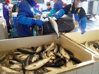 作業着と手袋をつけた人たちが、機械から流れてきた鮭を一匹ずつ手に取り、大きな氷の入った箱に選別して入れている水産加工の現場の写真。