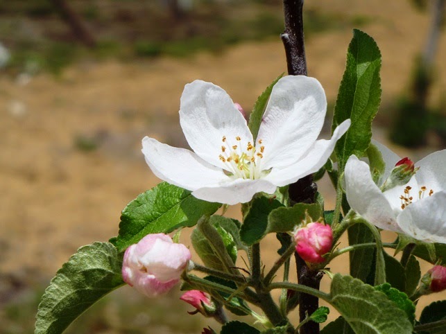 ピンク色のつぼみと白い五弁の花が一枝に咲いており、花の中心には黄色いおしべがある咲き始めたリンゴの花をアップで撮影した写真