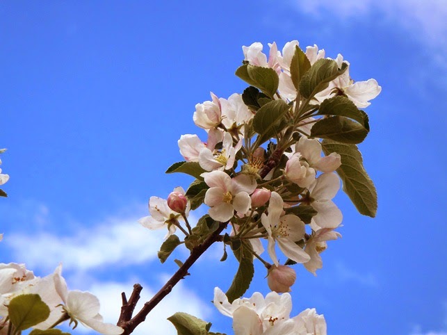 青空と白い雲を背景にして、たくさんの白いリンゴの花が一枝にまとまって咲いている様子をアップで撮影した写真