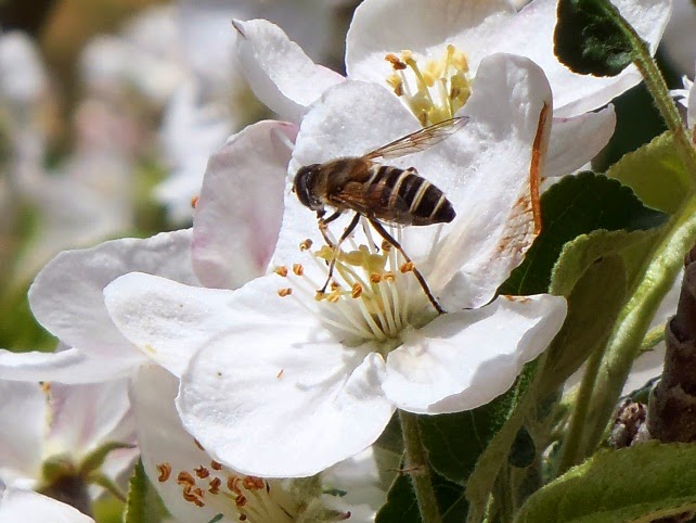 白いリンゴの花の中心で、花粉が体についた一匹のハチが蜜を吸っている様子をアップで撮影した写真