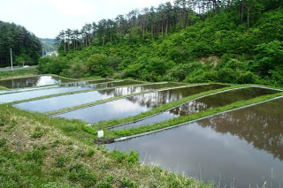 山間の傾斜地に整然と並んだ水の入った棚田が、空の青さを鏡のように映して静かに広がっている全景写真