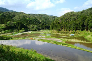 山々に囲まれた中で、大小さまざまな田んぼがゆるやかな曲線を描いて並ぶ美しい田園風景の写真