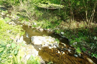 木々に囲まれた静かな小川が、石の間をぬうように澄んだ水を流し、自然の音が聞こえてきそうな様子が伝わる写真