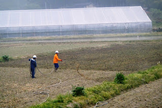 二人の作業者がヘルメットをかぶってホースのような道具で畑に水をまいており、奥には大きなビニールハウスが立っている畑の整備作業の写真
