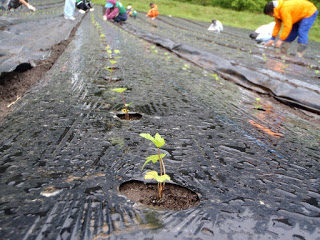 黒いビニールマルチに覆われた畝に小さな苗が並んでおり、奥ではたくさんの人が苗の植え付けをしている写真