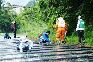 緑に囲まれた畑の中で、黒いマルチシートが設置された畝に苗を植えている人や立って様子を見ている人など数名のボランティアが作業をしている写真