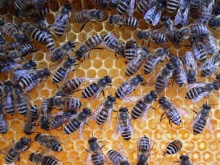 黄色い六角形の巣房の上に多数のミツバチが密集し、羽を広げながら動き回っている様子を近くから撮影した写真