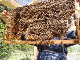 木の枠にびっしりとミツバチが群がっている巣板を両手で持ち上げ見せている写真