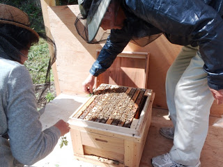 防護ネット付きの帽子をかぶった2人が、木製の巣箱のふたを開けて中のミツバチの巣をのぞき込んで作業している写真