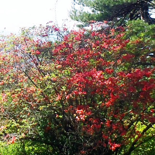 緑の草の中に鮮やかな赤い小さな花がたくさん咲いているツツジの木が太陽の光を浴びている写真