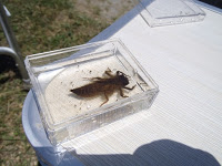 テーブルの上に置かれた透明な容器の中に、水生昆虫のヤゴが入っている写真