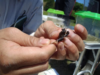 男性の手元で黒っぽいヤゴの下顎をピンセットでつかまれ、観察されている写真