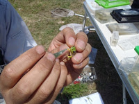 手元にあるピンセットで緑色のカエルの鳴き袋をつまんで伸ばし、観察している野外調査の写真