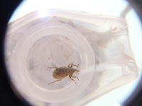 透明な小さな容器の中に細かい脚を持った小さな昆虫が入っており、拡大されて写っている写真