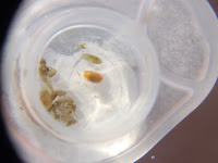 採取した複数の小さな水生生物が透明な容器の中に集められた様子をアップで撮影した写真