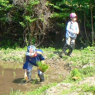 長靴を履いた子どもが手に苗を持って泥の中で田植えをしていて、もう一人の子どもは後ろで様子を見ている初めての田植え体験の写真