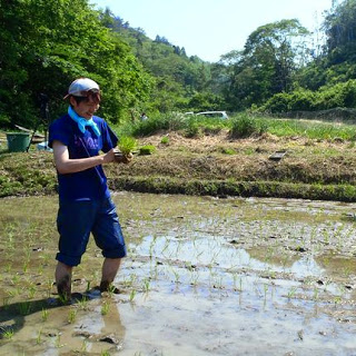 キャップとタオルを身に着けた若い男性が、田んぼの中で腰をかがめながら苗を丁寧に植えている田植え中の写真