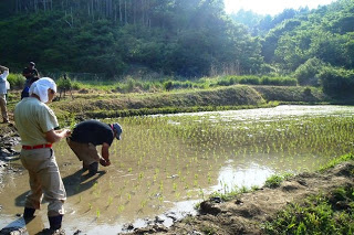 帽子とタオルを身に着けた大人たちが、田んぼの泥の中で腰をかがめて一株ずつ丁寧に苗を植えている田植え作業の写真