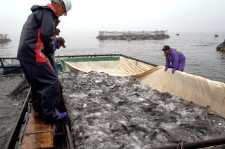 水中から魚をすくい上げるために網を引いており、いかだの中でたくさんの魚が跳ねている様子の写真