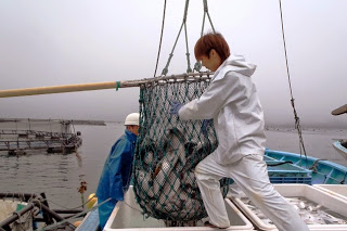 白と青色のレインコートを着た2人の作業員がクレーンで引き上げた魚の入った網を船のコンテナに移している様子の写真