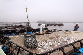 大きな網の中に集めた魚をクレーンでつり上げている様子を撮影した写真