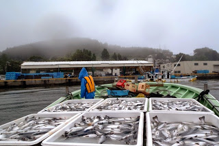港に近づく漁船の上に、収穫された沢山の魚が白いコンテナに並んで積まれている様子の写真