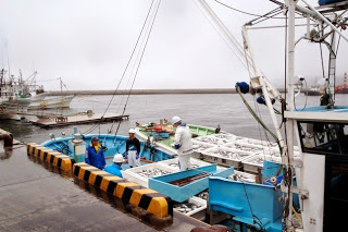 漁船が港に着き、作業員が岸壁で魚の入ったコンテナを下ろす準備をしている様子の写真