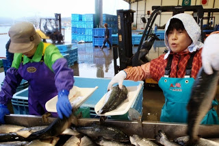 女性の作業員がコンベアに流れてくる大きな魚を手に取り白いトレーに丁寧に移している様子の写真