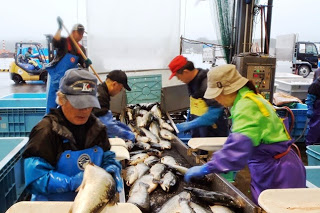 作業場で複数の作業員がベルトコンベアに乗った大量の魚を仕分けたり箱に詰めたりしている様子の写真