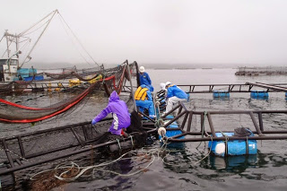 海に浮かぶ養殖いかだの上で、作業員が網やロープを操作しながら魚の収穫準備をしている様子の写真
