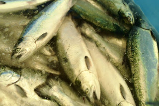 氷の中に並べられた銀色に光る魚が大きく写っており、鱗や目までよく見える新鮮な魚をアップで撮影した写真