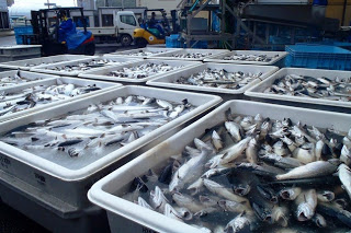 水が張られた白い容器にたくさんの魚がぎっしりと入れられており、その奥にフォークリフトや作業員の姿が見える水揚げされた魚の集荷場の写真