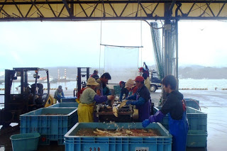 港のすぐそばにある魚市場の建物内で、多くの人が青や黄色の作業着を着て、水色の大きな容器の前で魚の仕分けや選別作業をしている作業風景の写真