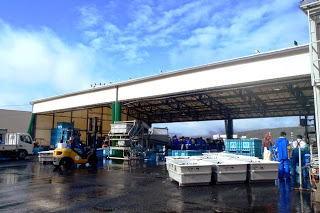 屋外にある魚市場の建物前で、フォークリフトが白い容器を運んでおり、青空の下で多くの人が働いている魚市場の写真