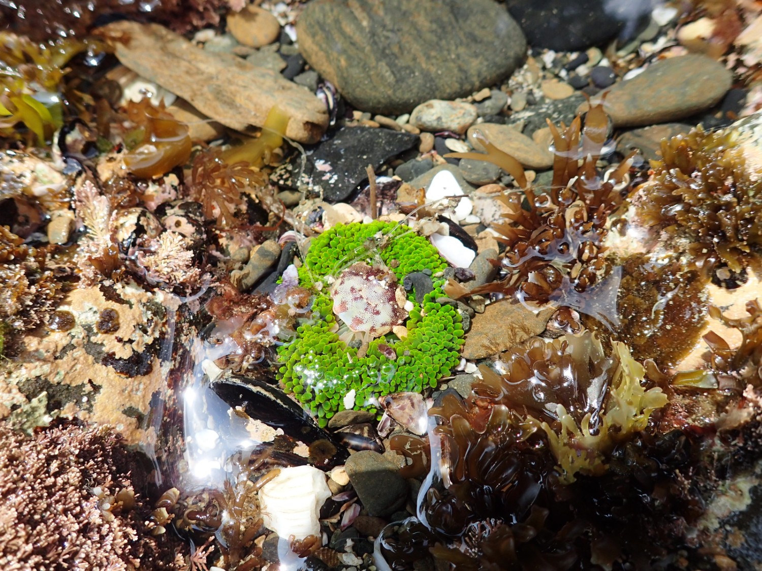 周囲に様々な種類の海藻や貝殻、石が散らばっている潮だまりの中で、緑色の触手を広げるミドリイソギンチャクの写真