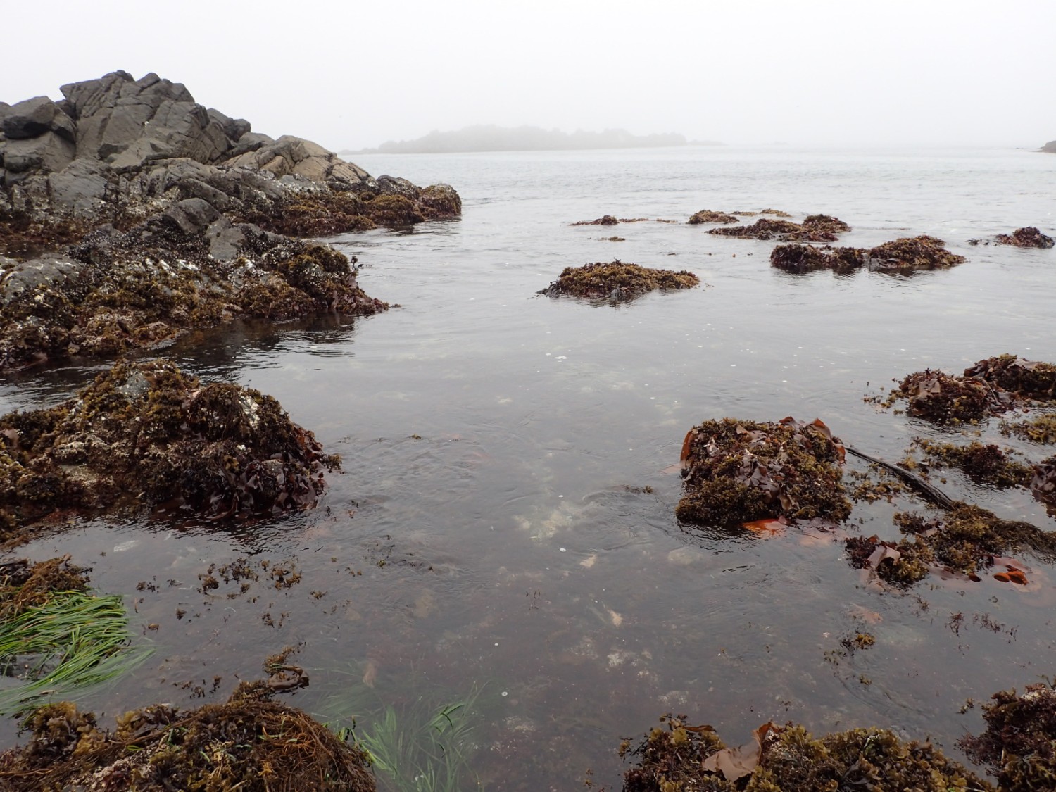 曇天で遠くにぼんやりと島影が見える静かな沿岸部に、干潮時の潮だまりに多くの岩と海藻が見られる写真