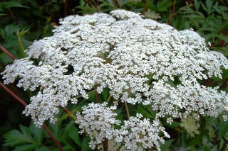 小さな白い花が密集して咲いているトウキの花の写真