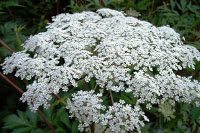 トウキの白い小さな花が密集して咲いている写真