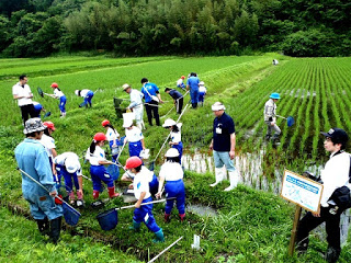 赤白帽子をかぶった子どもたちと大人が網を手に田んぼの畔や水の中で生き物採集をしている写真