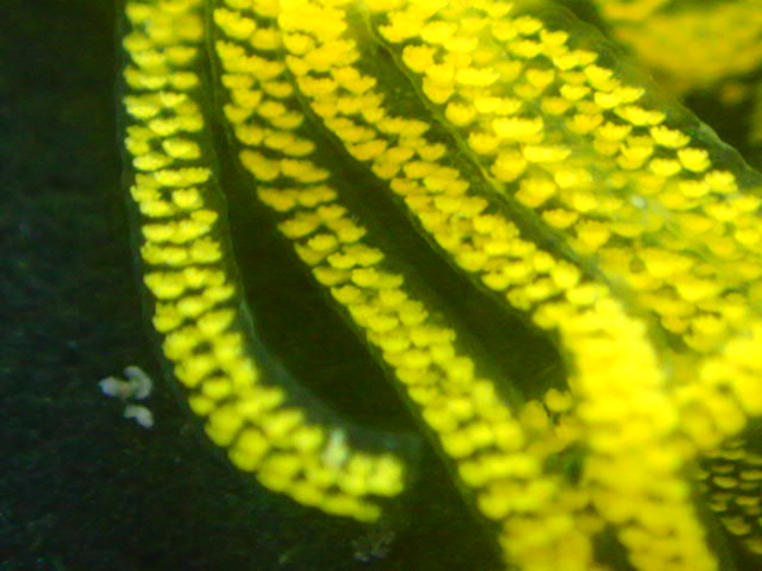 アメフラシの黄色い小さな粒状の卵が透明な管の中に無数に並んでいる様子をアップで撮影した写真