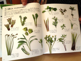 いろいろな種類の草花のイラストと説明がのった見開きのページの写真