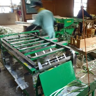 複数の機械が並ぶ室内で、作業着を着た人が長ねぎをベルトコンベアに流しながら皮をむく作業を行っている写真