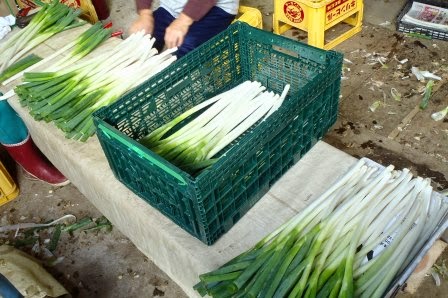 根や葉を整えられた白い部分が美しい長ねぎが束になってコンテナの中や台の上に並べられている写真