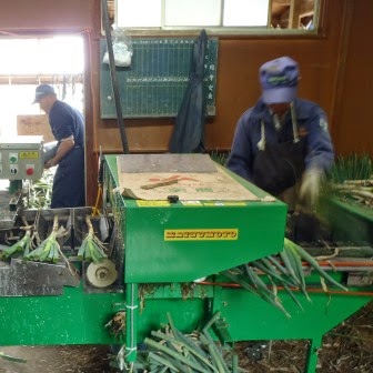 作業場の中で、男性が緑色の機械を使って収穫された長ねぎの余分な先っぽをカットしている様子の写真