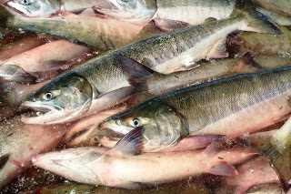 銀色の体を持つサケが密集して並び、氷水の中で新鮮さを保っている様子をアップで撮影した写真