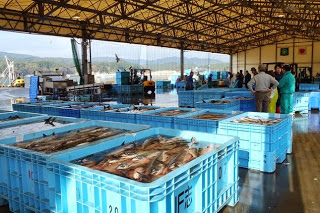 漁師や関係者たちが周囲で作業をしている大きな屋根のある市場で、大きな青いコンテナに沢山の魚が入れられた、水揚げ直後の魚市場の写真