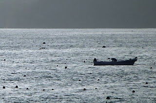 薄暗い海に、一隻の小さな舟が浮かび、遠くにたくさんのブイが点在しているホタテ養殖場の景色を写した作業風景の写真